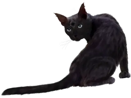 Black Cat with Green Eyes