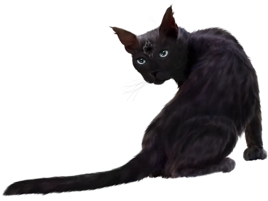 Black Cat with Green Eyes