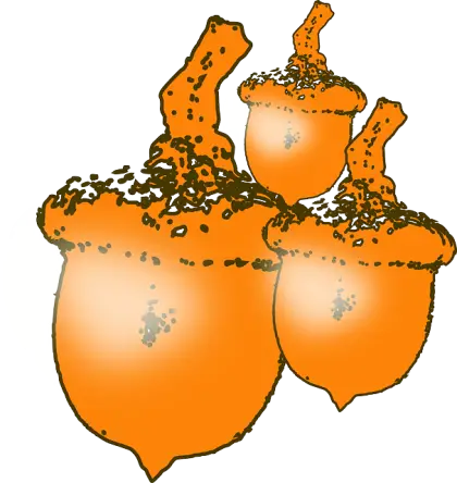 Three Acorns Illustration