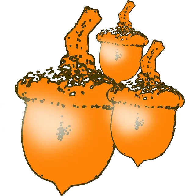 Three Acorns Illustration