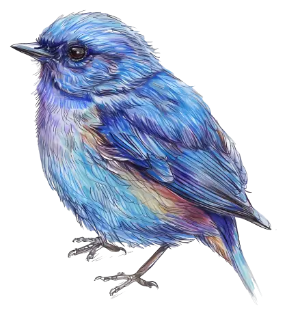 Illustration of a Bluebird with Feathery Details