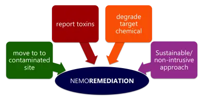 Diagram of Remediation Process for Environmental Cleanup