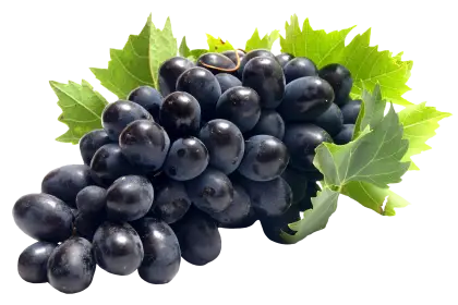 Fresh Black Grapes with Green Leaves