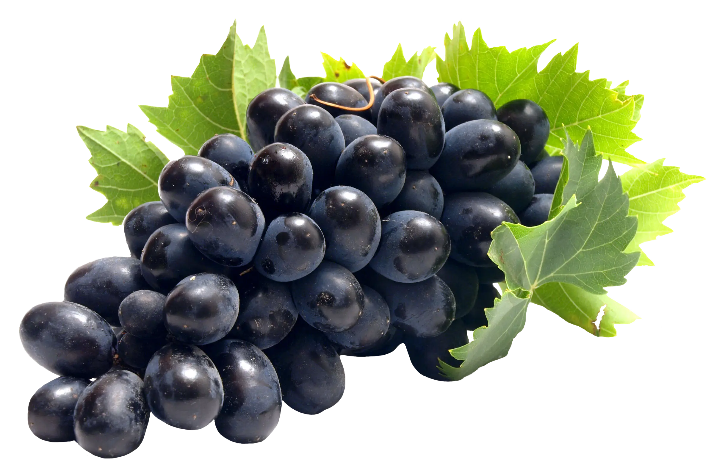 Fresh Black Grapes with Green Leaves