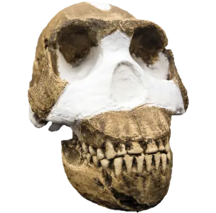 Fossilized Prehistoric Skull for Study