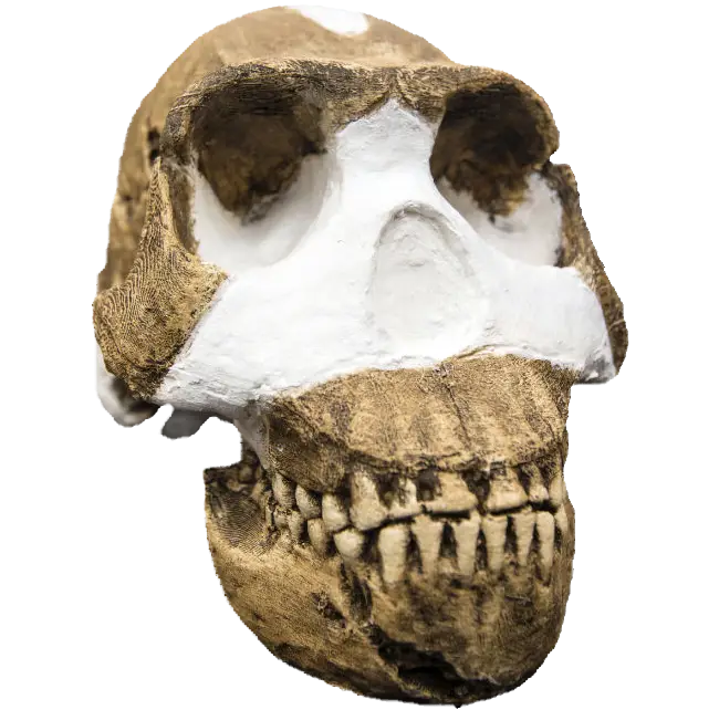Fossilized Prehistoric Skull for Study