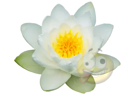 Beautiful White Lotus Flower with Yellow Core