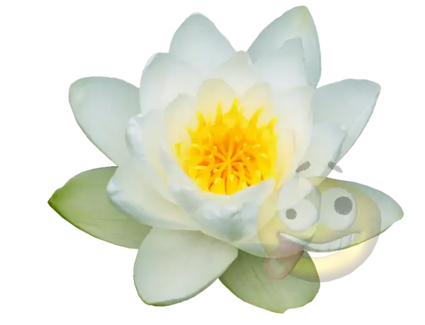 Beautiful White Lotus Flower with Yellow Core