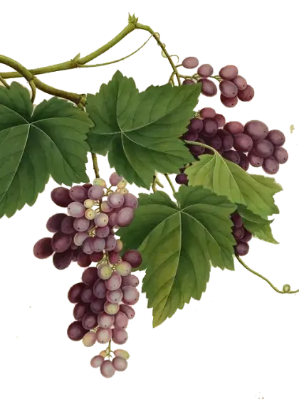 Grapes on Vine with Leaves