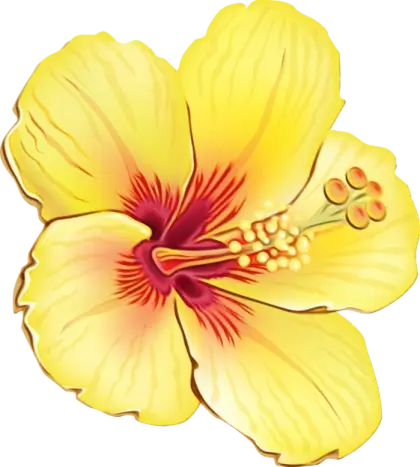Yellow Hibiscus Flower Illustration