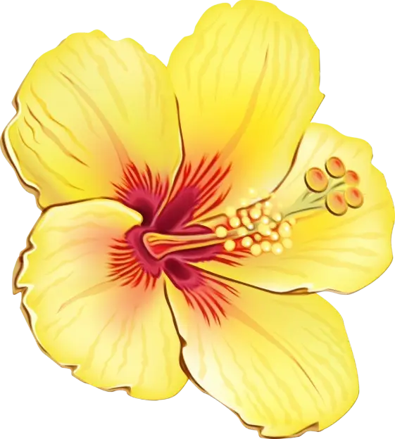 Yellow Hibiscus Flower Illustration
