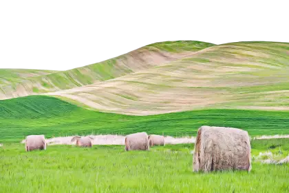 Serene Field with Hay Bales