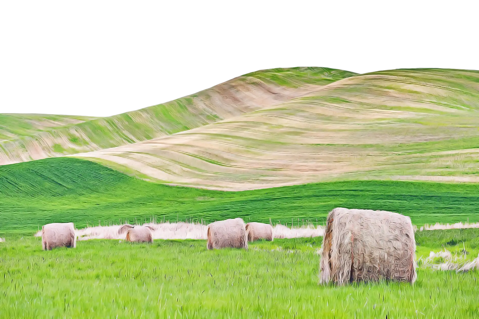 Serene Field with Hay Bales