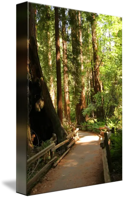 Scenic Forest Path for Nature Walks