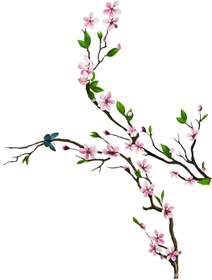 Cherry Blossom Branches in Spring Illustration