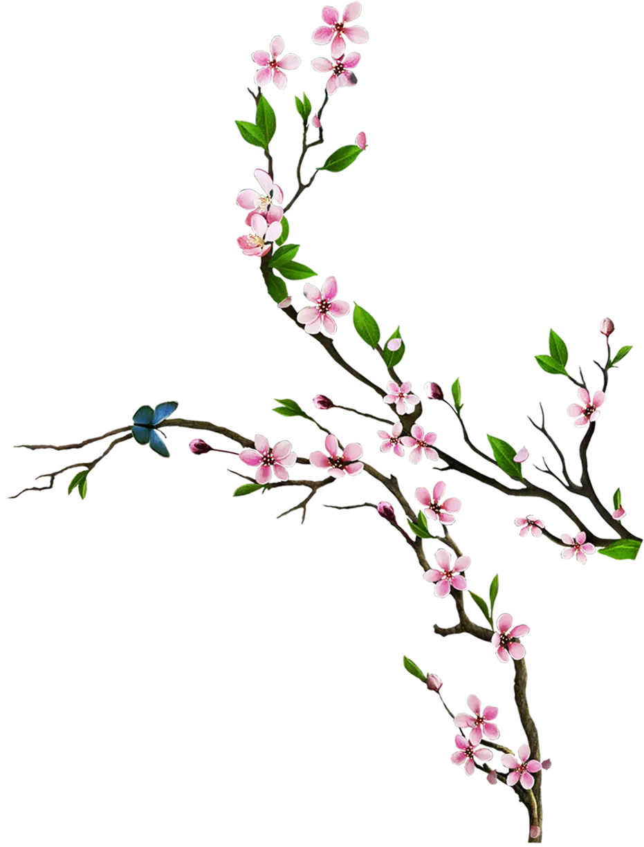 Cherry Blossom Branches in Spring Illustration