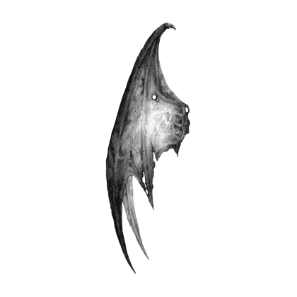 Detailed Bat Wing Illustration