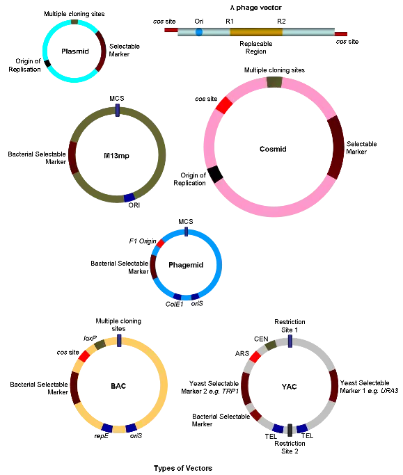 Types of Vectors in Genetic Engineering