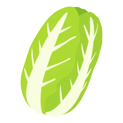 Green Fresh Lettuce Vector Illustration