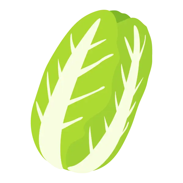 Green Fresh Lettuce Vector Illustration