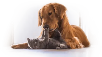 Dog and Cat Playing Together