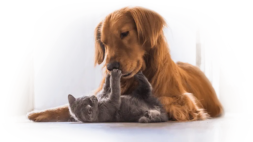 Dog and Cat Playing Together