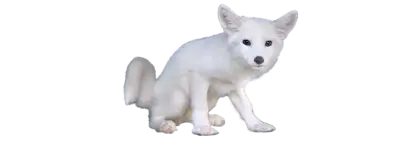 Cute White Fox Sitting
