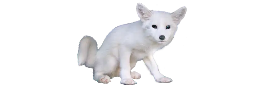 Cute White Fox Sitting
