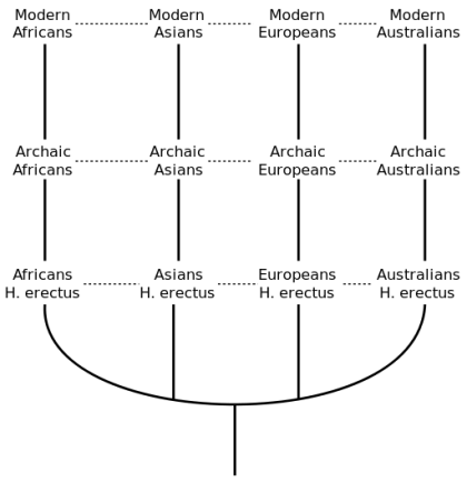 Diagram of Human Evolutionary Tree