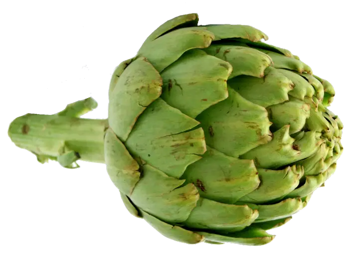 Fresh Green Artichoke on Transparent Background