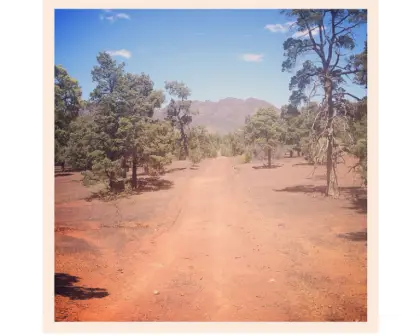 Scenic Dirt Road in Nature