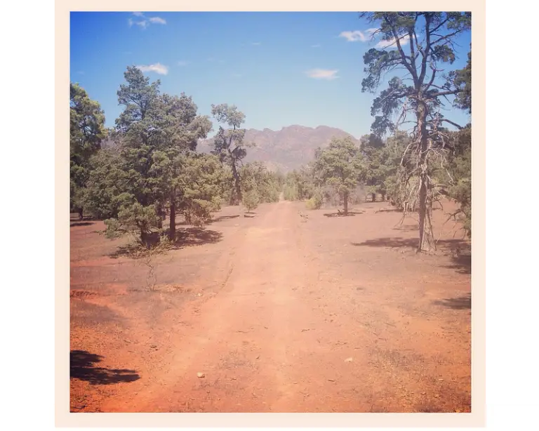 Scenic Dirt Road in Nature