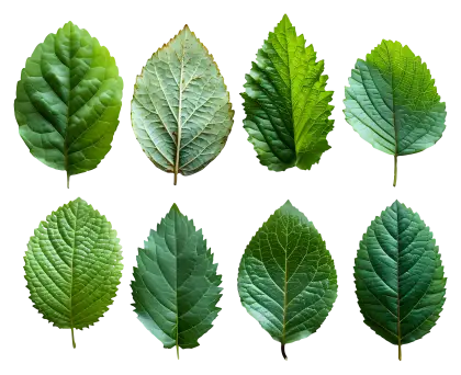 Detailed Illustration of Realistic Green Leaves