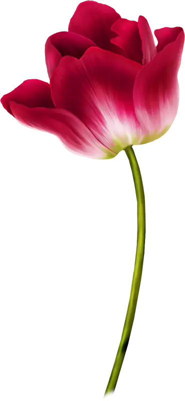 Red Tulip Flower Illustration in Detail