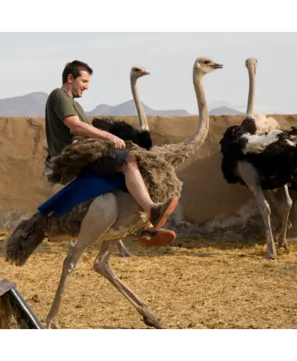 Man Riding an Ostrich in Outdoor Setting