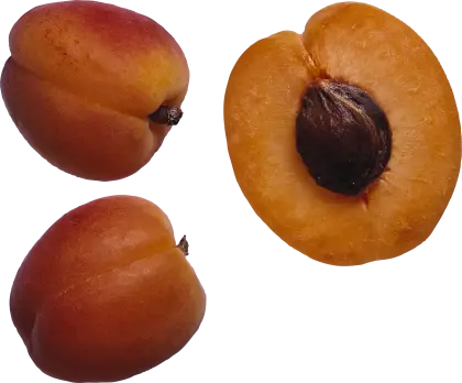 Ripe Apricot with Seed