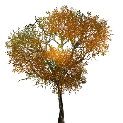 Tree with Autumn Leaves