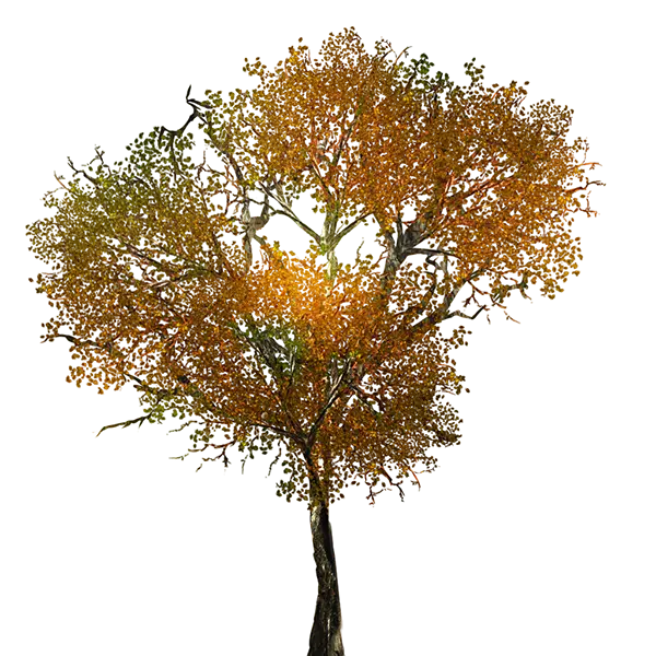 Tree with Autumn Leaves