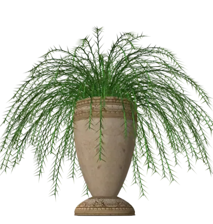 Green Plant in Decorative Vase