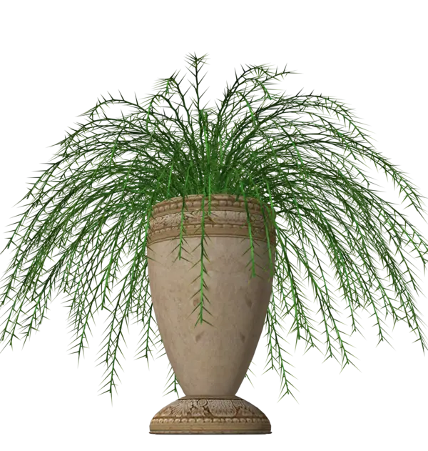 Green Plant in Decorative Vase