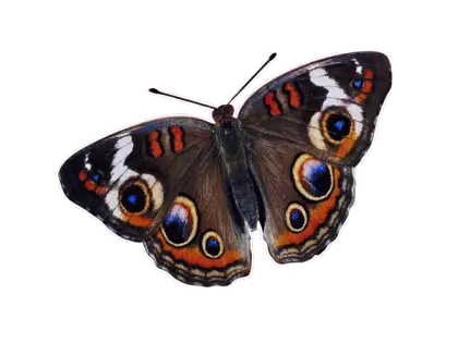 Brown and Orange Butterfly with Eye-like Wing Patterns