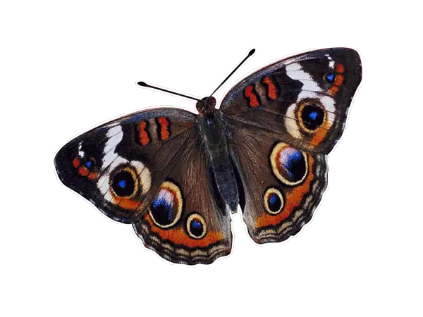 Brown and Orange Butterfly with Eye-like Wing Patterns