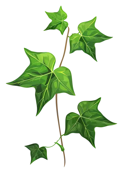 Illustration of Green Ivy Leaves