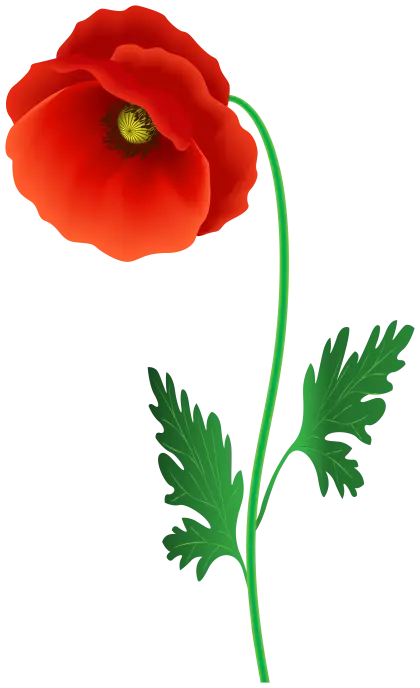 Red Poppy Flower