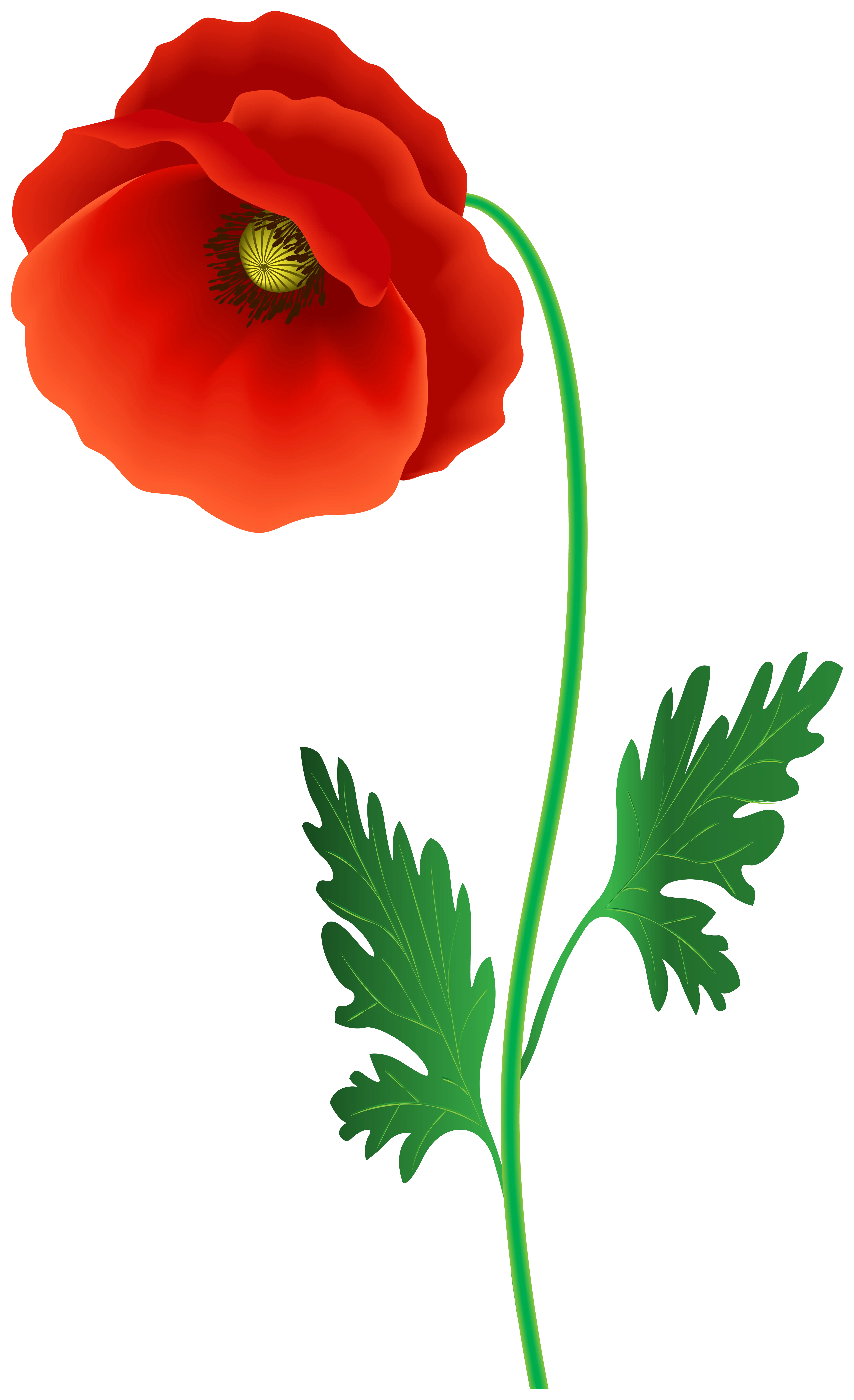 Red Poppy Flower
