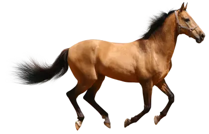 Brown Horse in Motion