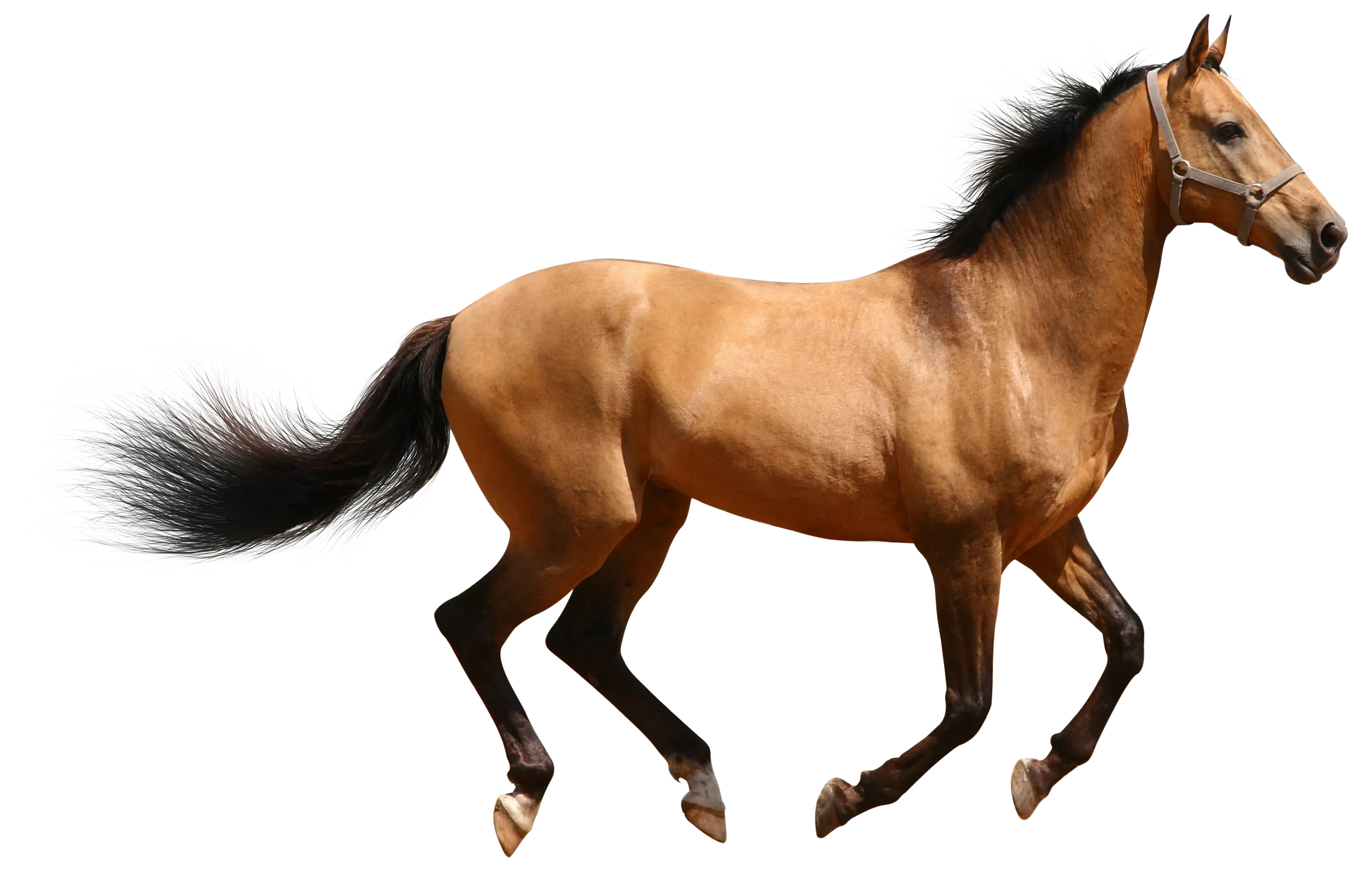 Brown Horse in Motion