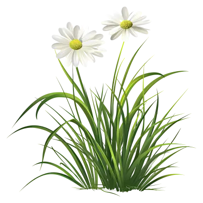 Beautiful Daisies in Green Grass