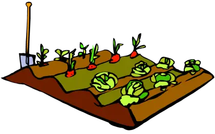 Vegetable Garden Planting Illustration
