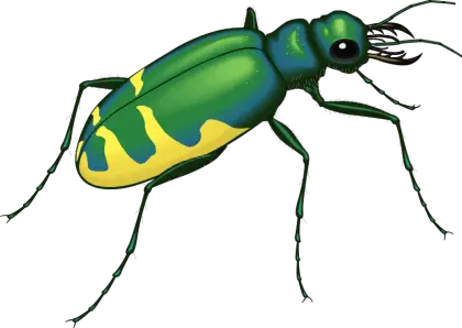 Colorful Green and Yellow Beetle